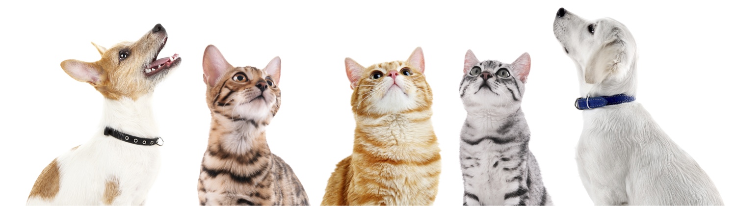 pets